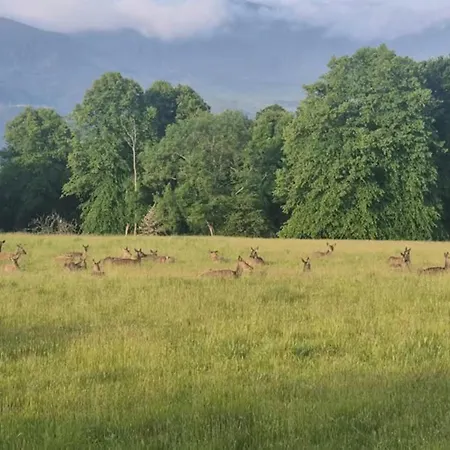 The At O'shea's Killorglin