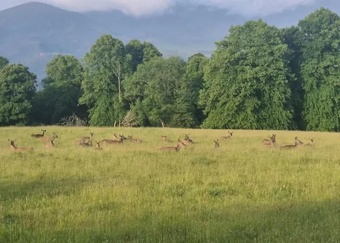 The At O'shea's Killorglin